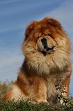 CHOW CHOW 414